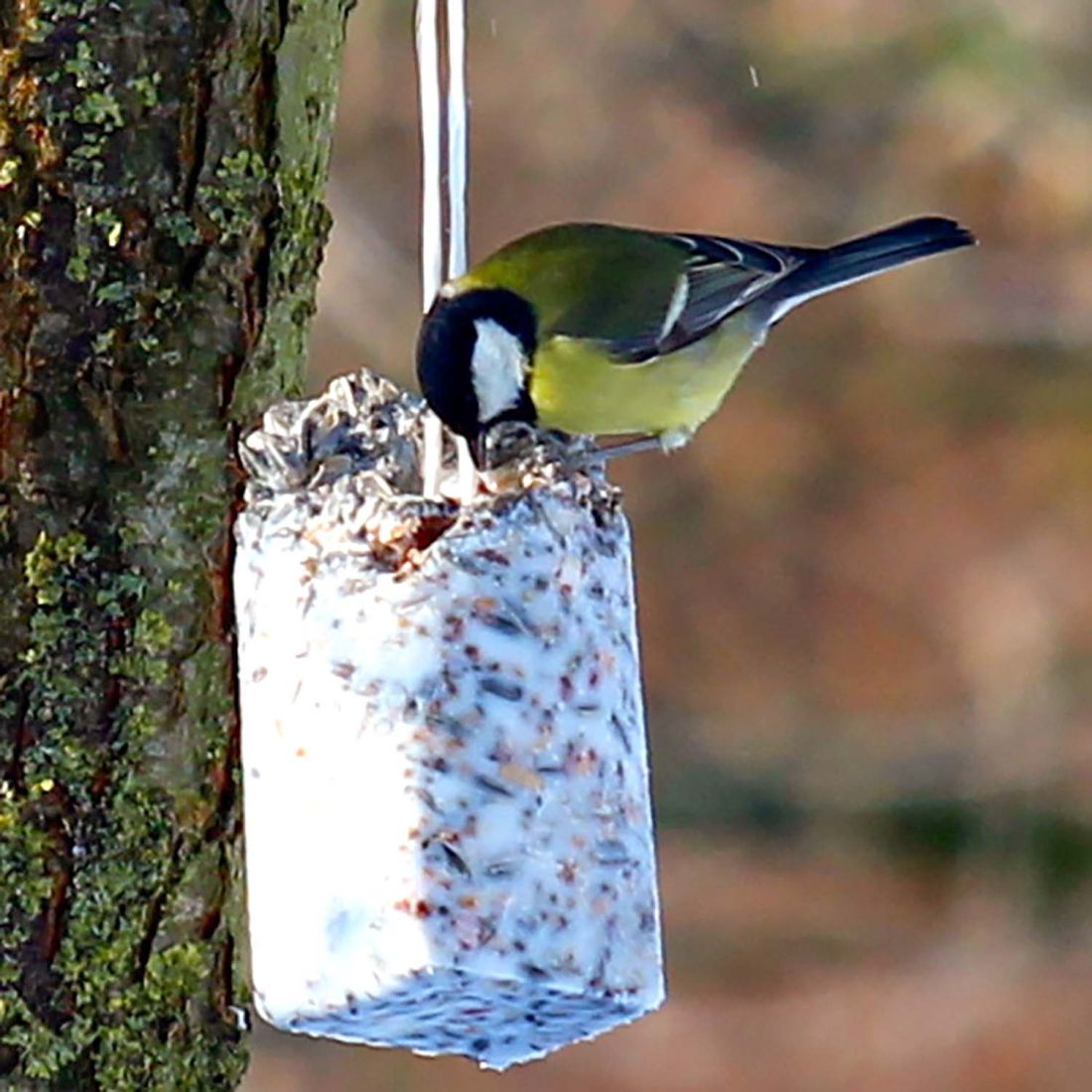 12 x Futter-Kolben zu 500g aus bestem Vogelfutter und Rindertalg im SPARPAKET