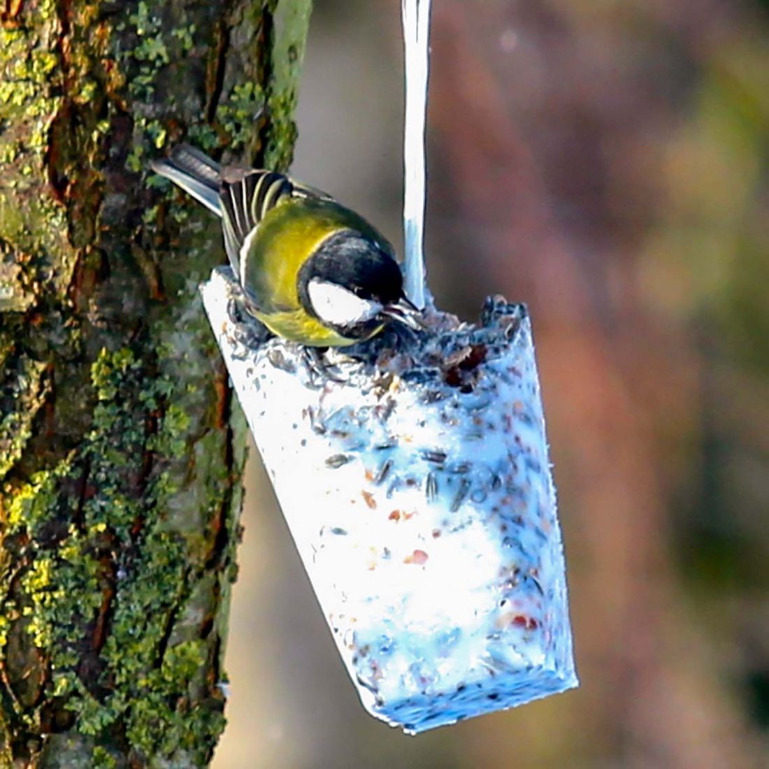 Futter-Kolben 500g aus bestem Vogelfutter und Rindertalg