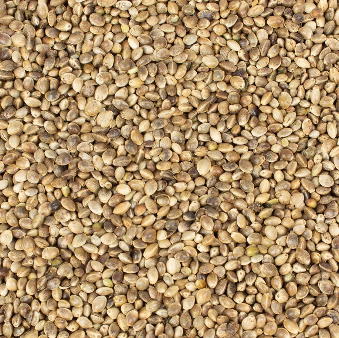 Hanfsamen 1 kg für Futterzwecke