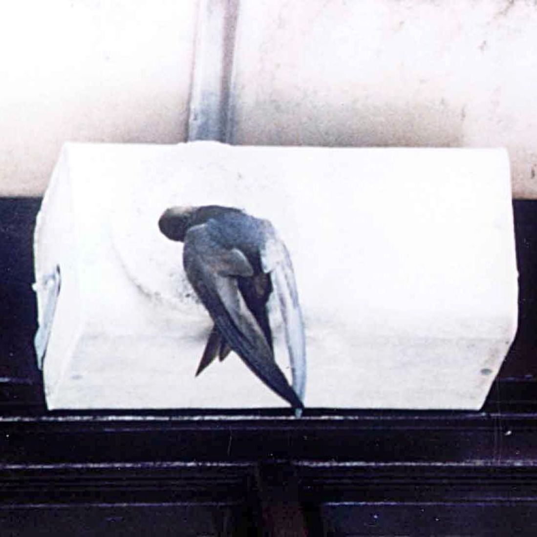 Schwegler Mauerseglerkasten Nr. 17B 1-fach