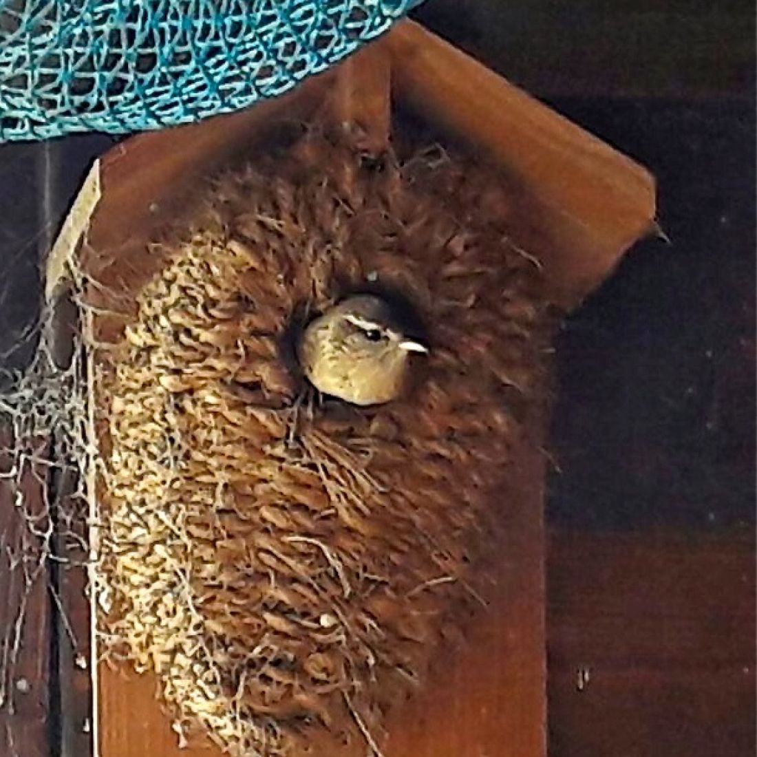 Nestbeutel Seegras Zaunkönig
