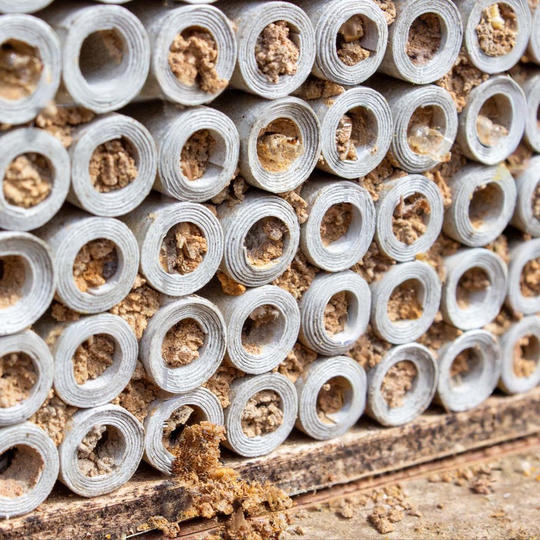 Pappröhrchen für Insektenhotel 9 mm 100 Stück