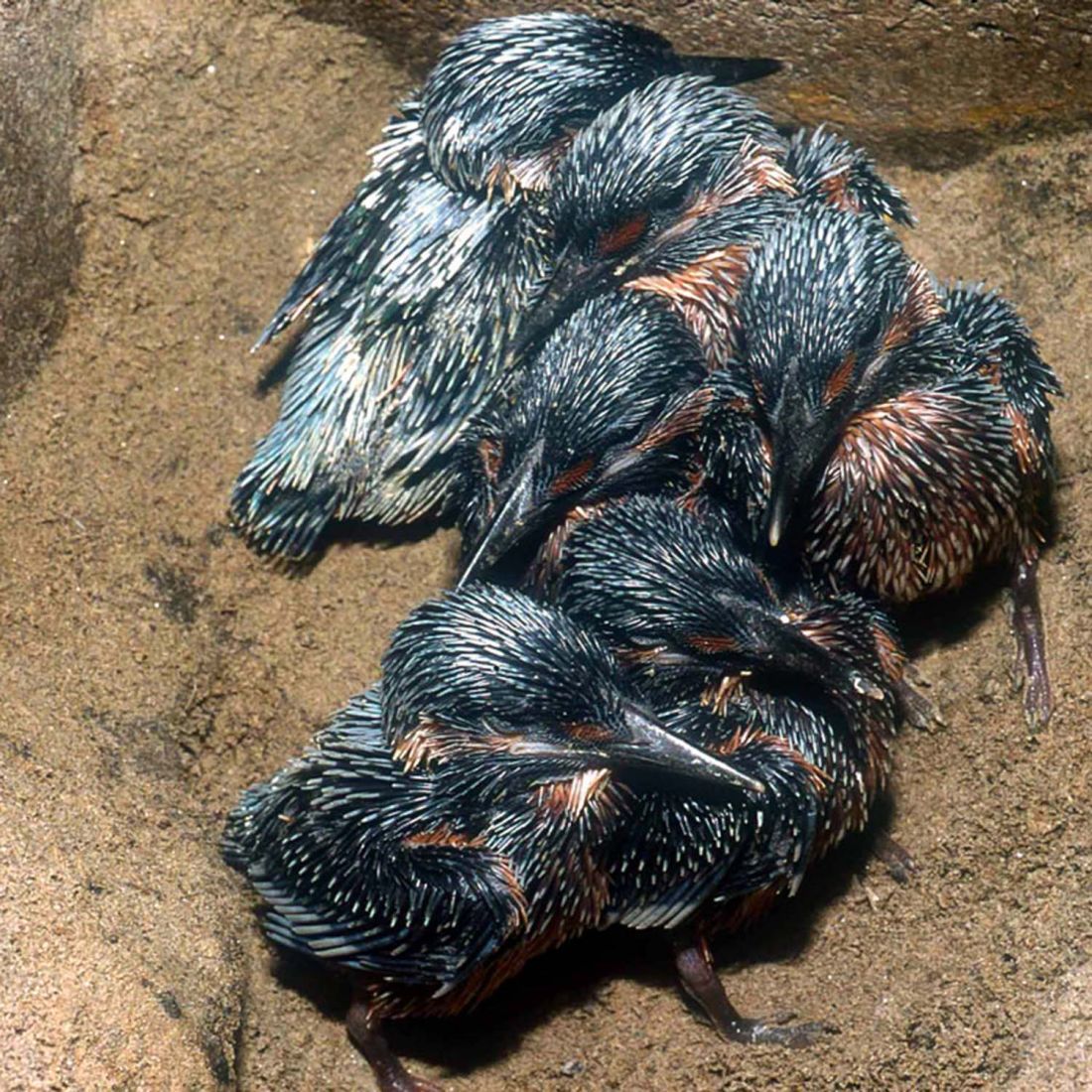 Schwegler Eisvogel-/ Uferschwalbenbrutröhre