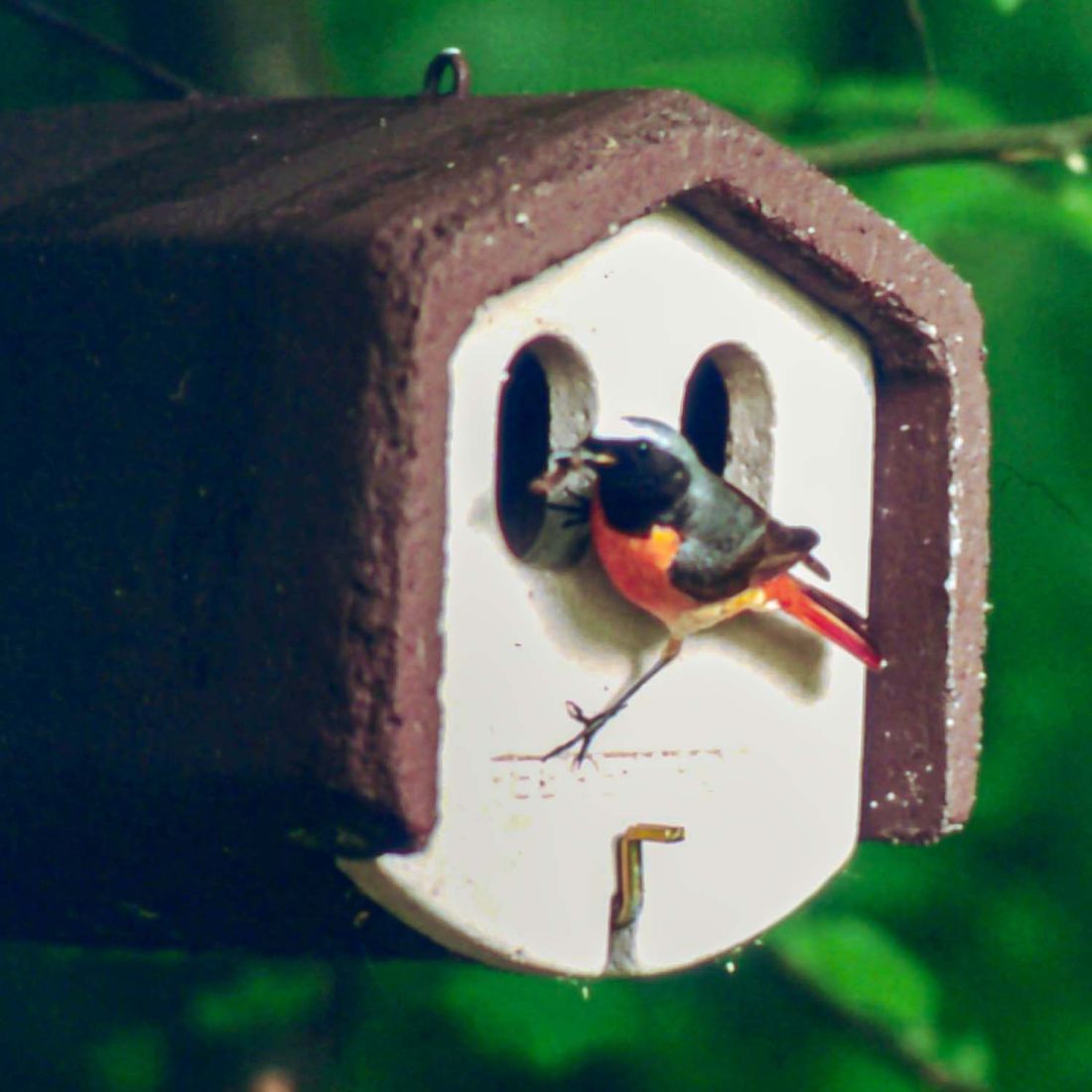 Schwegler Vorderwand 1N