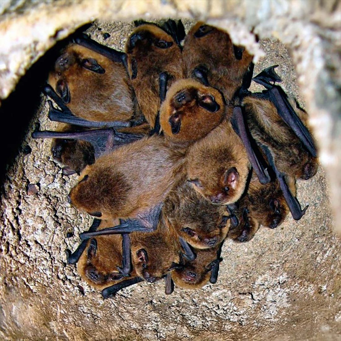 Schwegler Kleinfledermaushöhle 3FN