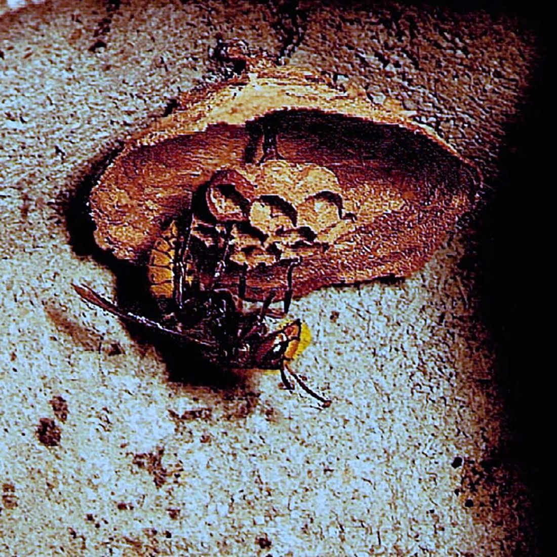 Schwegler Hornissen Starter-Höhle