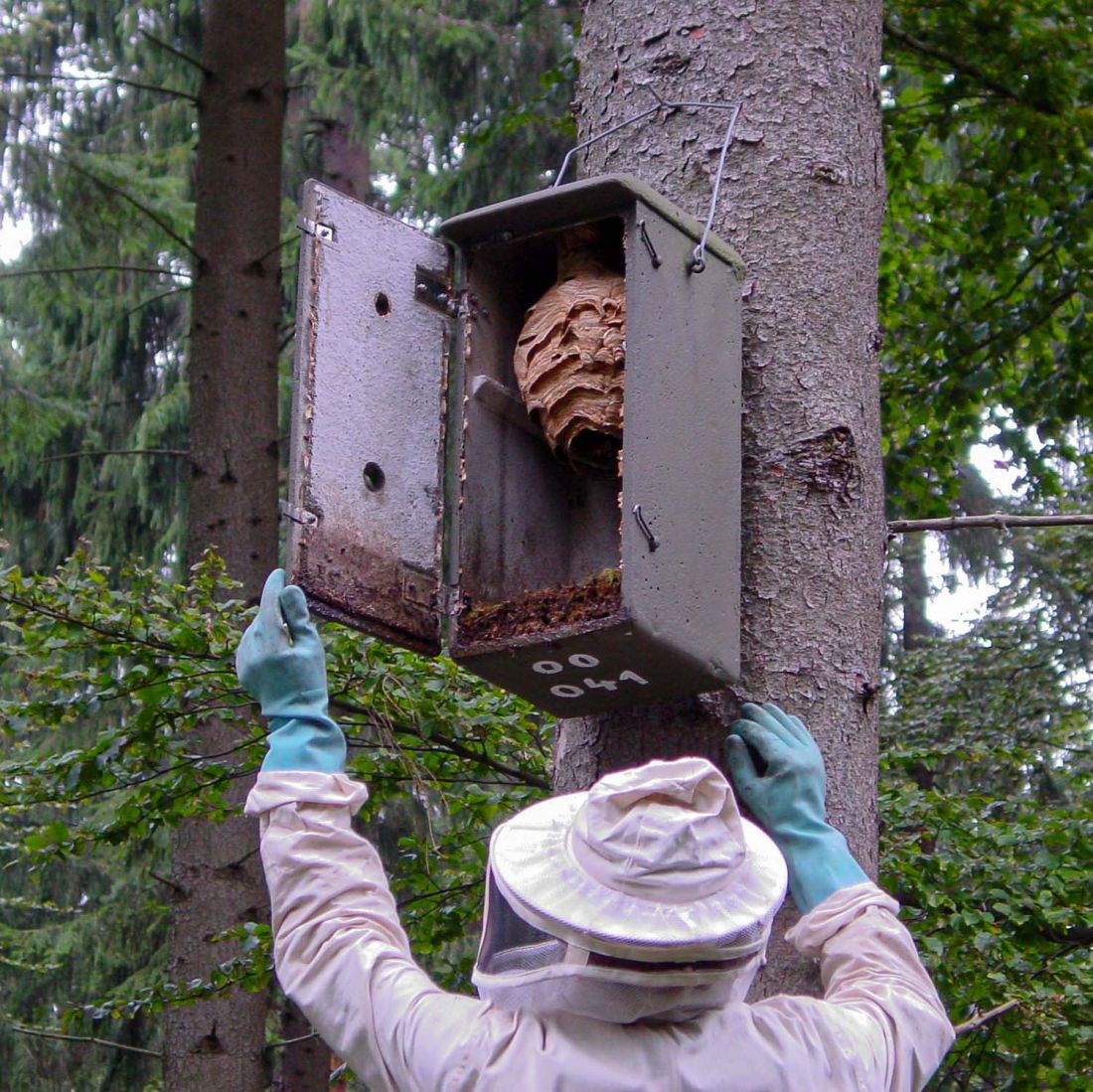 Schwegler Hornissenkasten Hornissenschutz