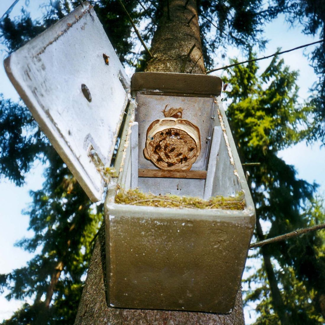 Schwegler Hornissenkasten Hornissenschutz
