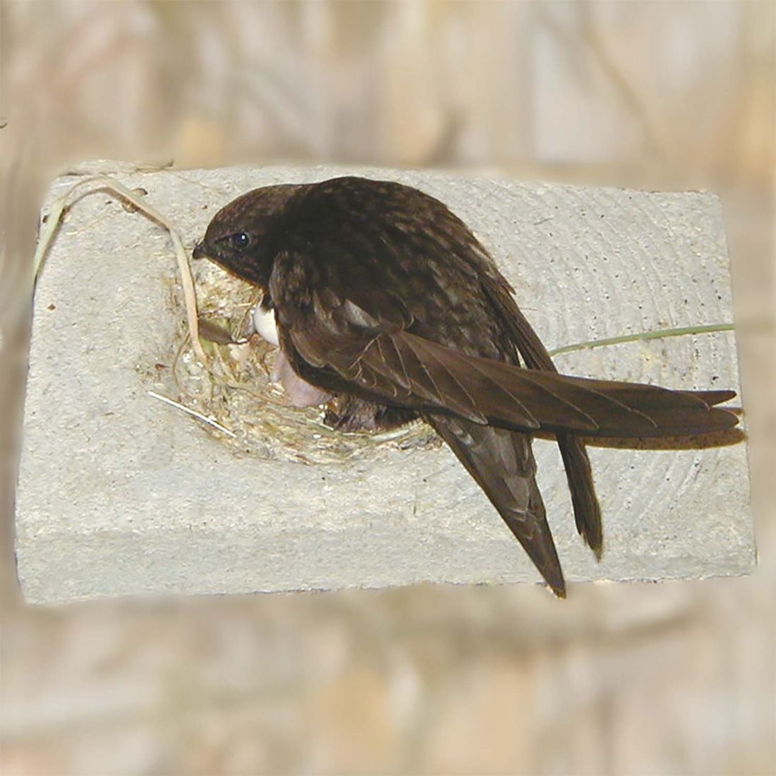 Schwegler Nestmulde für Mauersegler