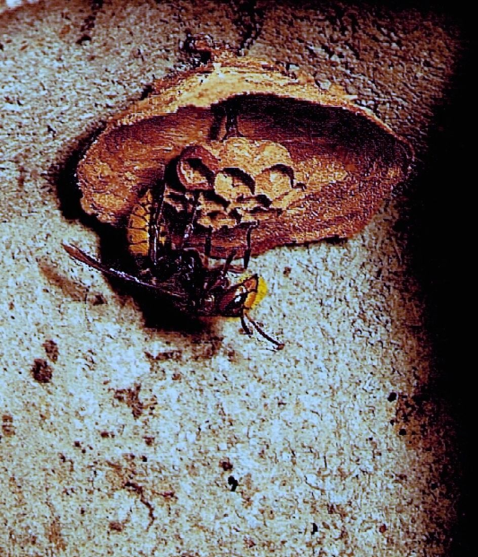Schwegler Hornissen Starter-Höhle