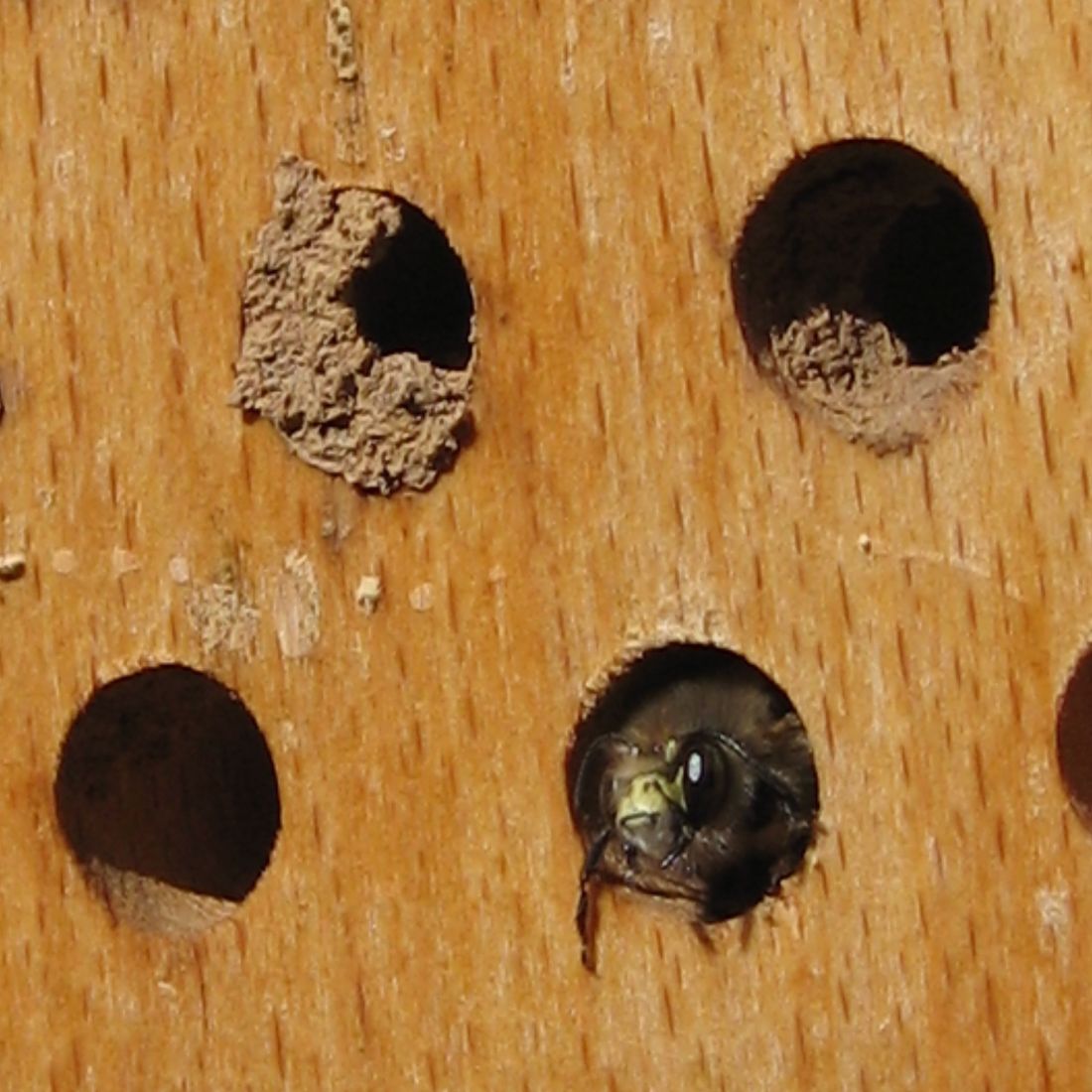 Schwegler Insektennistholz Insektenhotel Wildbienen
