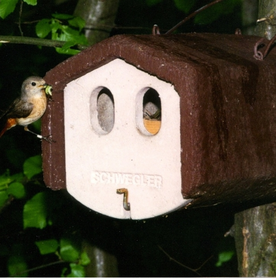 Set II Garten mit hoher Katzendichte Vogelhäuser mit Katzen- und Marderschutz
