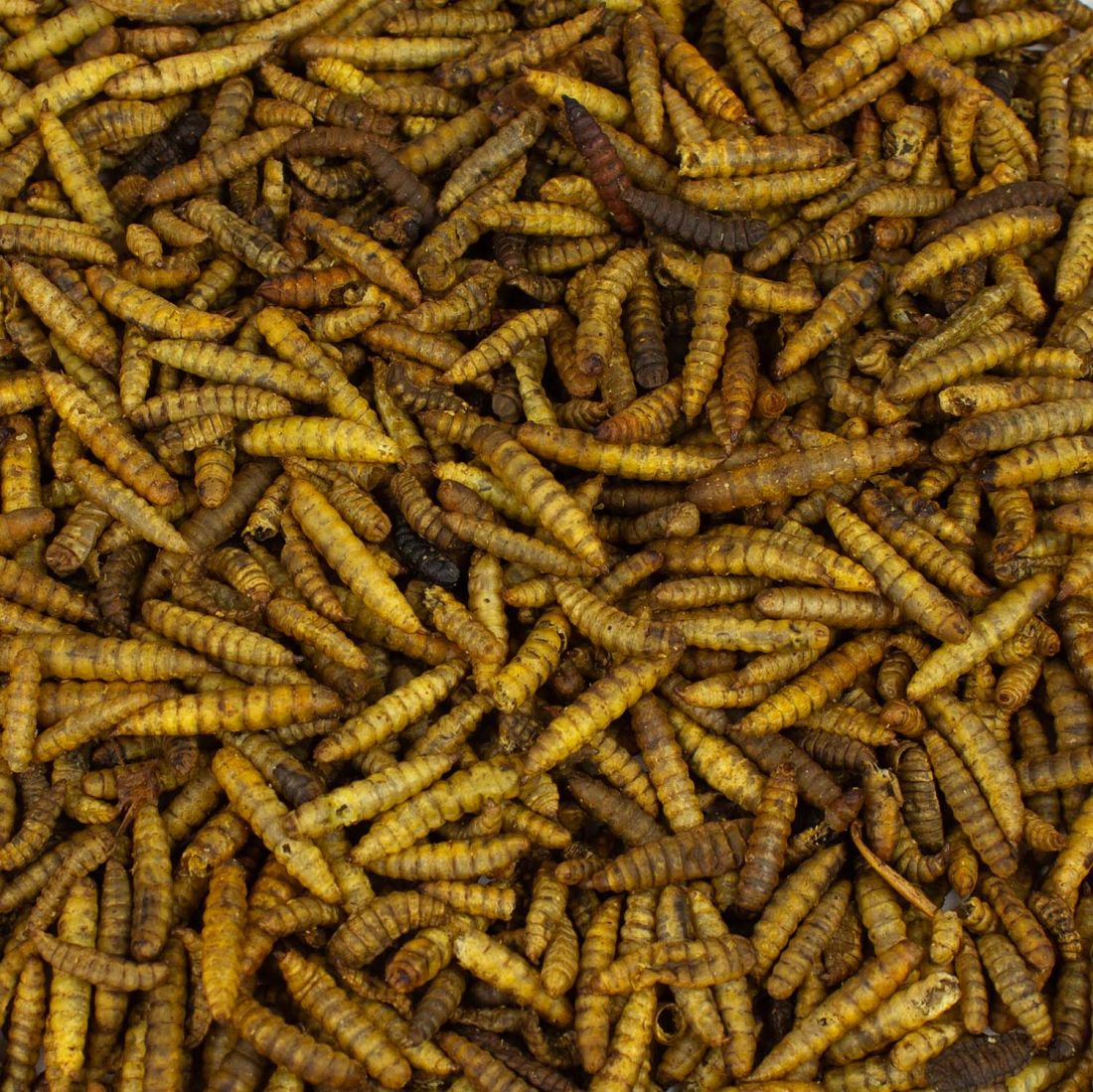 Soldatenfliegenlarven 500 g