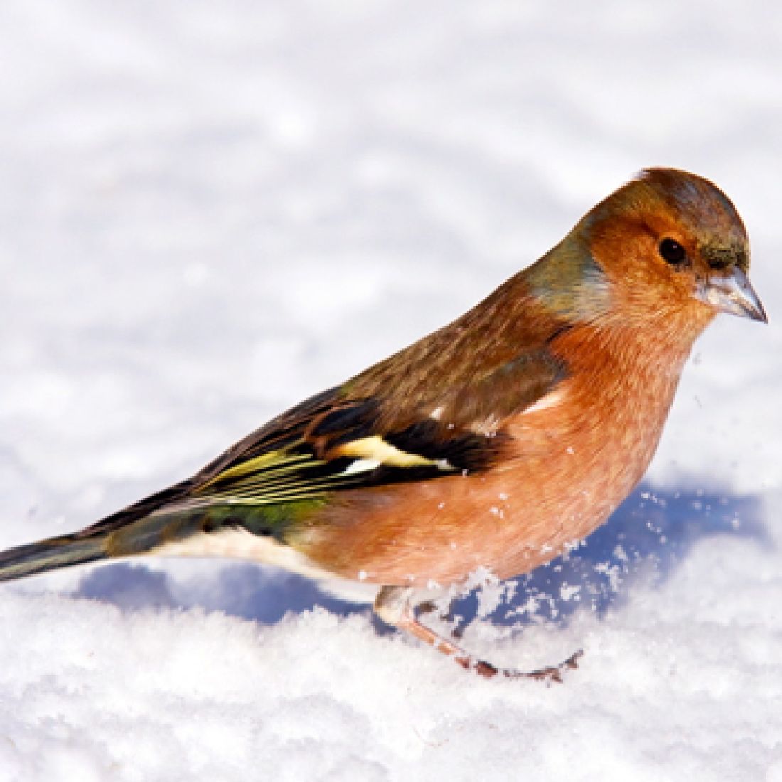 Vogelpfeife Buchfink Vogellockpfeife