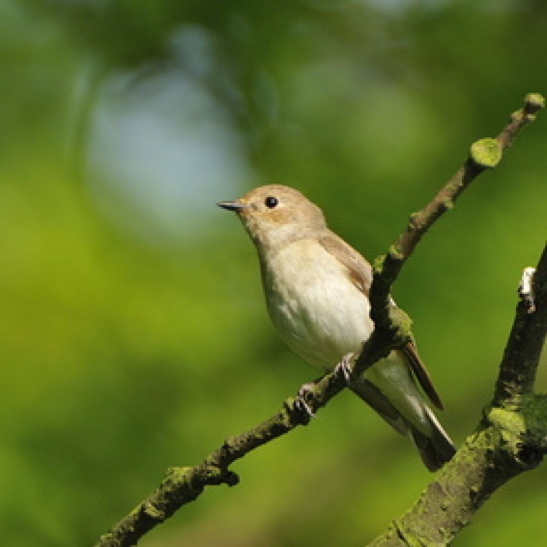 Vogelpfeife Gartengrasmücke Vogellockpfeife