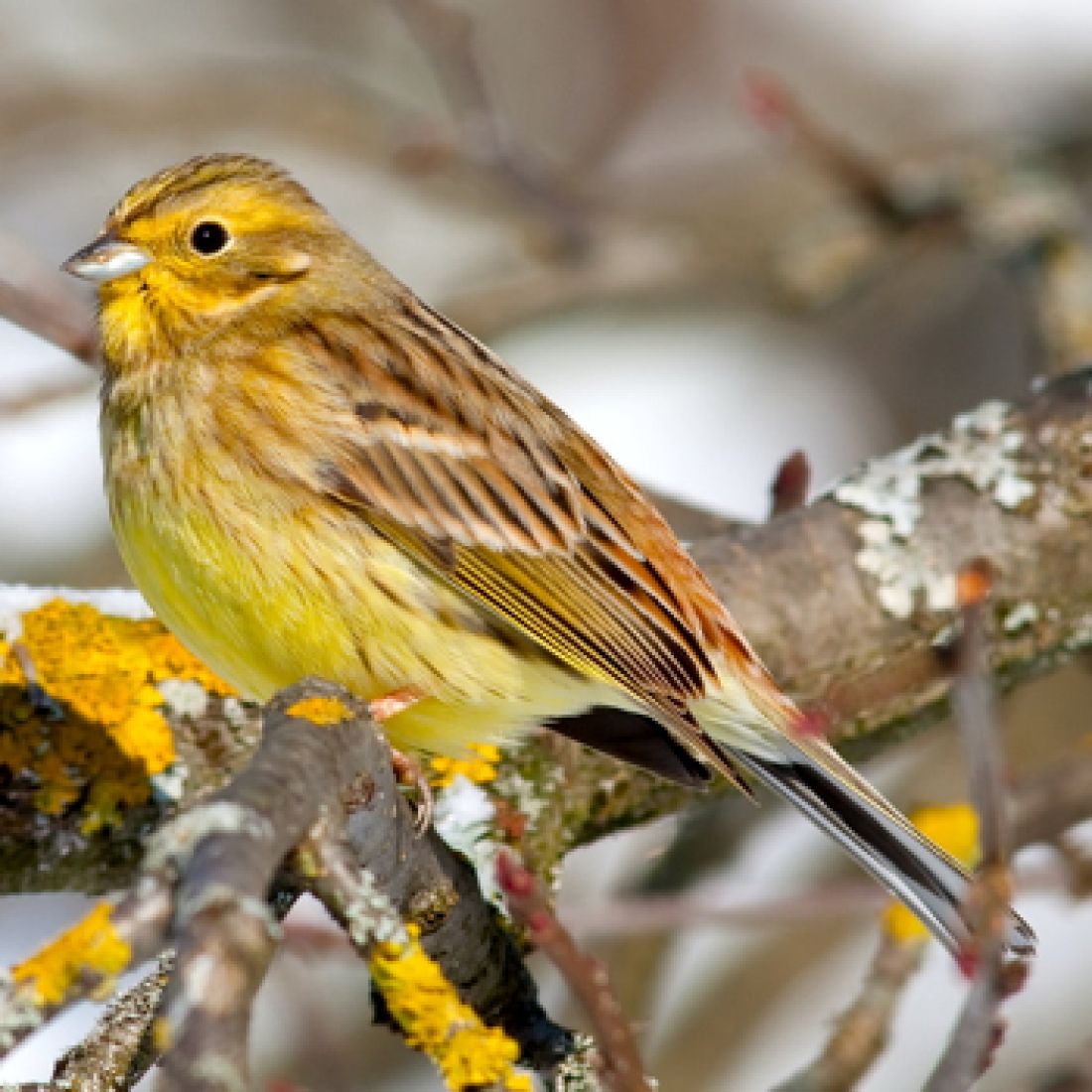 Vogelpfeife Goldammer Zaunammer Vogellockpfeife