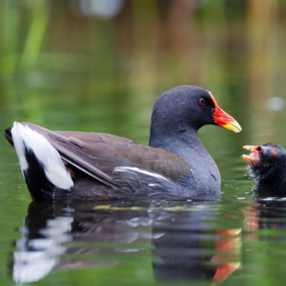 Vogelpfeife Teichhuhn Holz-/Gummiausführung Vogellockpfeife