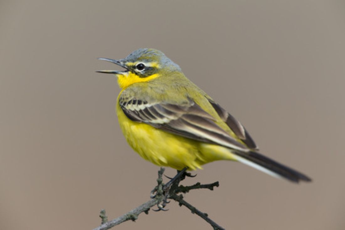 Vogelpfeife Schafstelze und Bachstelze Vogellockpfeife