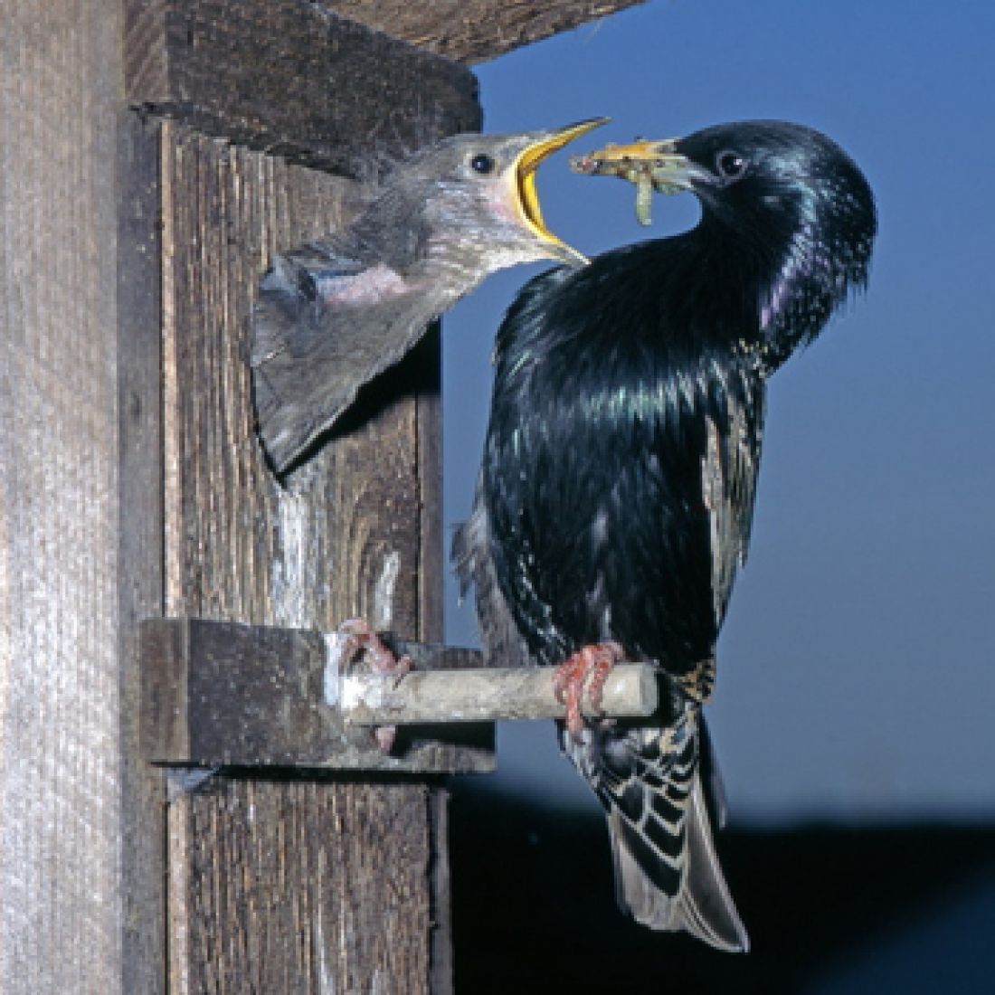 Vogelpfeife Star Vogellockpfeife