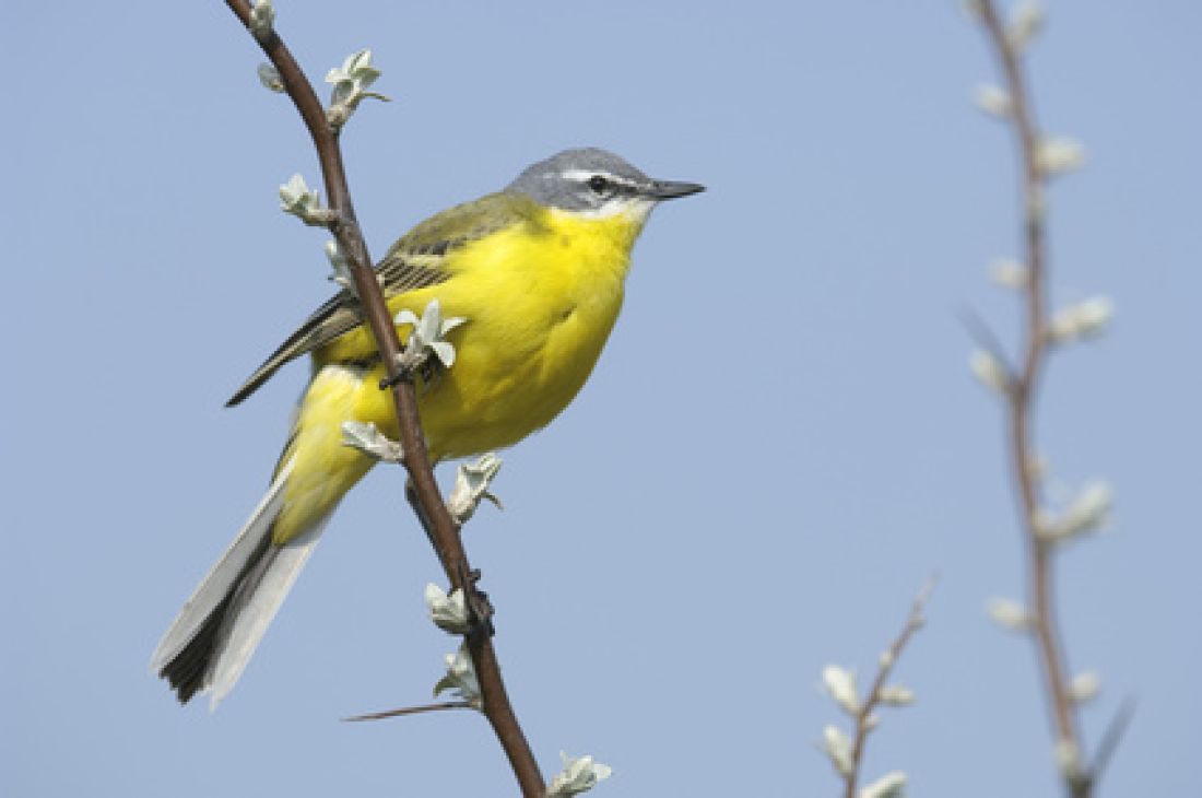 Vogelpfeife Schafstelze und Bachstelze Vogellockpfeife