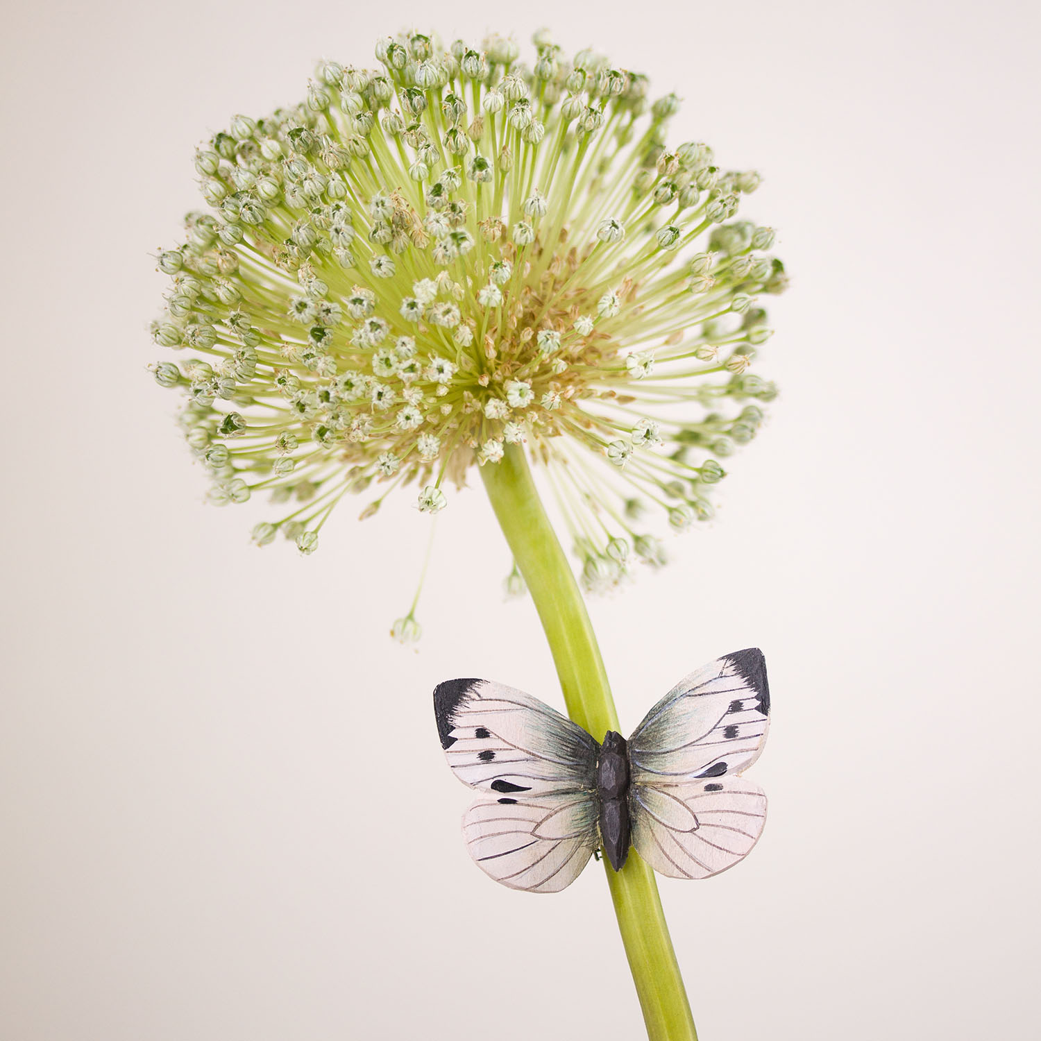 Kohlweißling Schmetterling Magnet