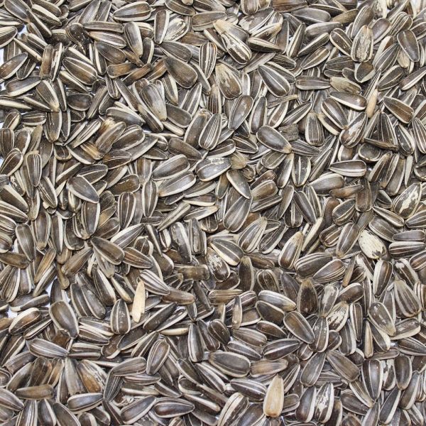 Sonnenblumen-Kerne gestreift 20 kg (2 x 10 kg Säcke)