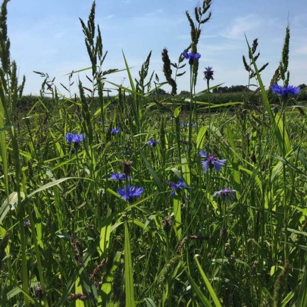 DIE INNOVATION 1.000 qm Wildvogel Futterwiese Saatmischung