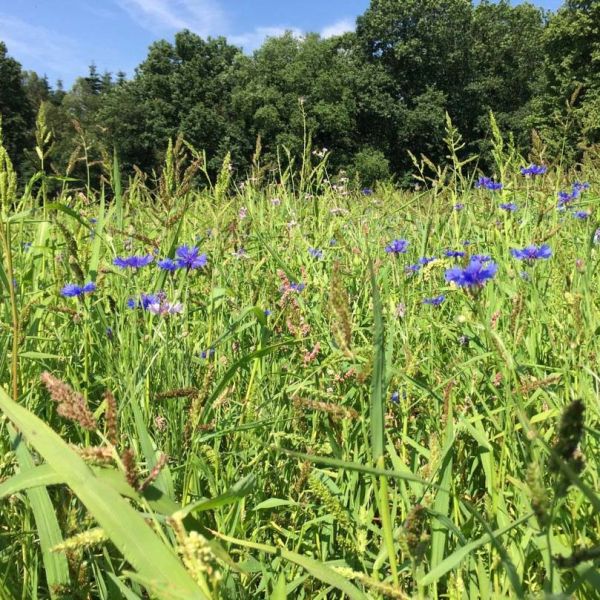 DIE INNOVATION 200 qm Wildvogel Futterwiese Saatmischung