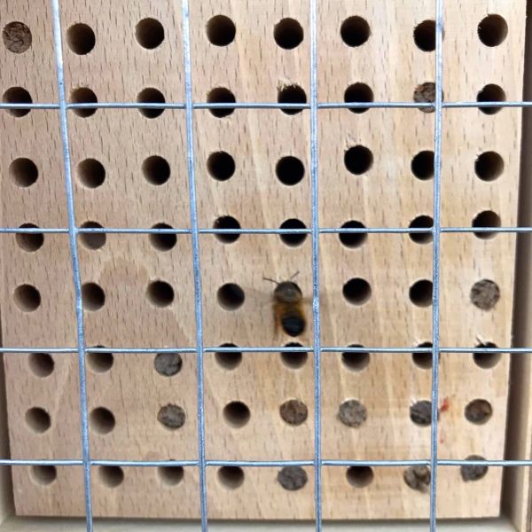 Insektenhotel groß für Wildbienen mit 6 Kammern