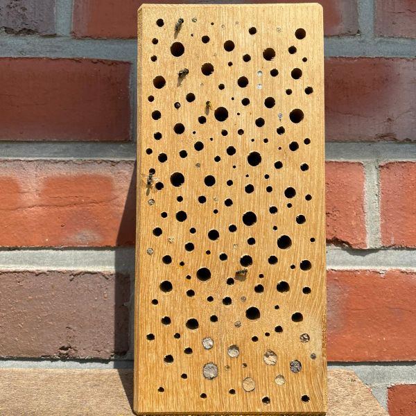 Insektenhotel für Wildbienen Eichenholz