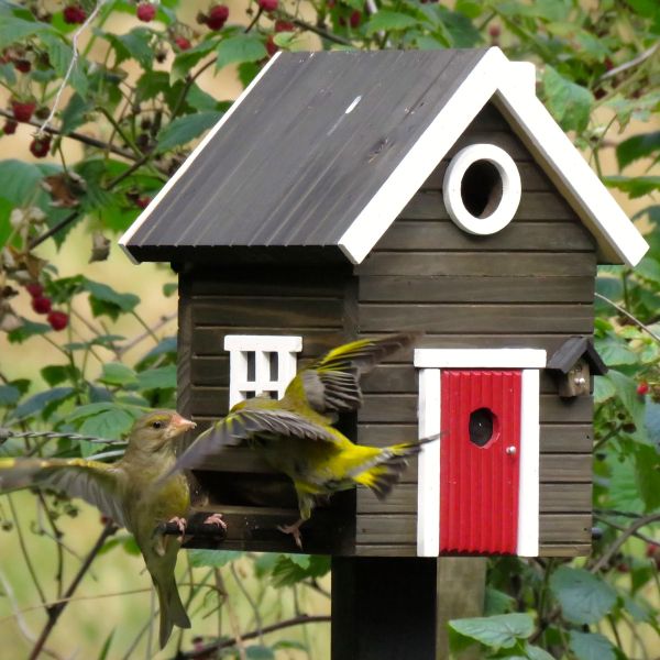 Wildlife Garden Schwedenhaus schwarz Vogel-/Futterhaus