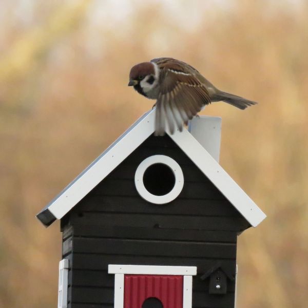 Wildlife Garden Schwedenhaus schwarz Vogel-/Futterhaus