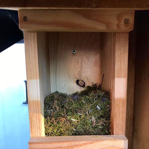 Vogelnistkasten 32 mm, Fichte/Kiefer, Dach mit Teerpappe