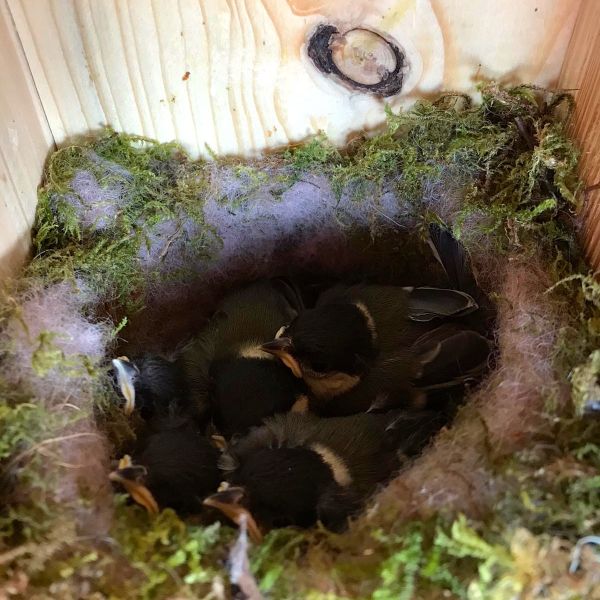 Vogelnistkasten 32 mm, Fichte/Kiefer, Dach mit Teerpappe