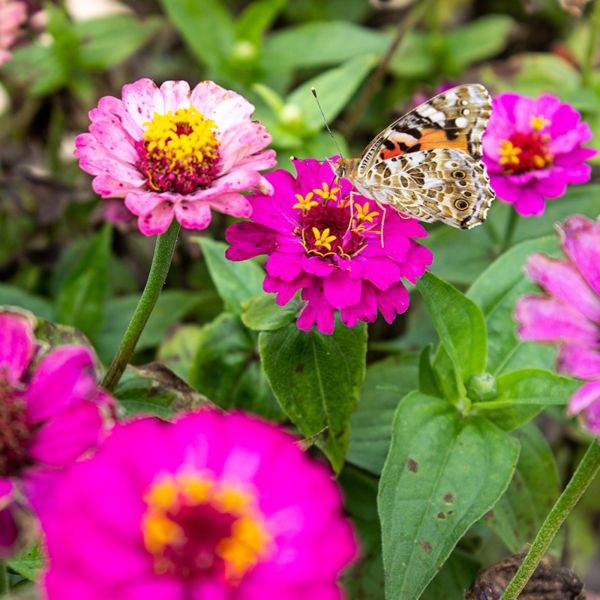 OwnGrown Schmetterlingstreff Blumenwiese Saatgut