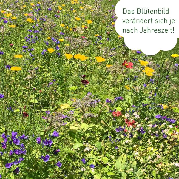 OwnGrown Schmetterlingstreff Blumenwiese Saatgut