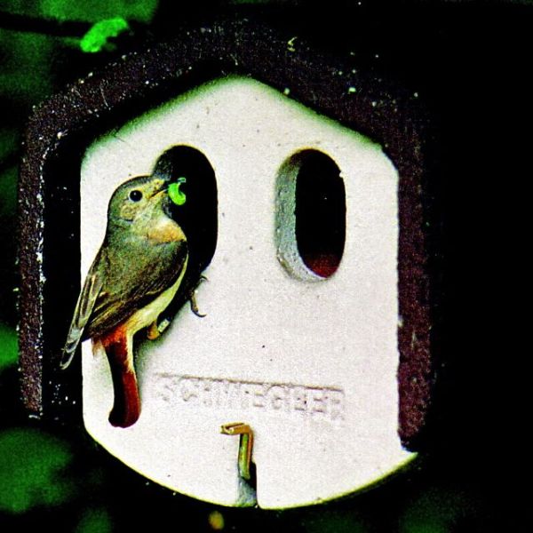 Schwegler Vorderwand 2HW