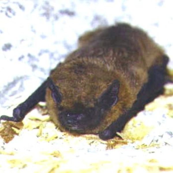 Schwegler Fledermaus-Fassadenquartier/Sommer 1FQ