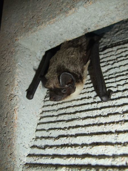 Schwegler Fledermaus-Fassadenröhre 1FR zum Einbau in Wände