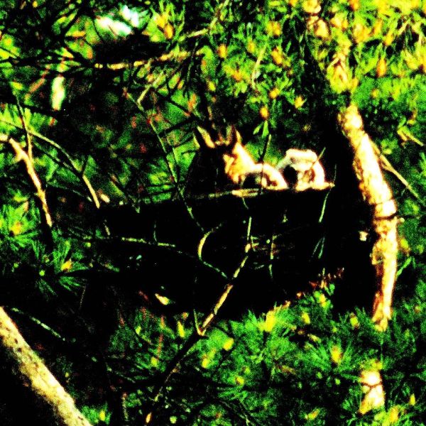 Schwegler Nistkorb 40 cm für Turm-, Baum- und Wanderfalke, Waldohreule