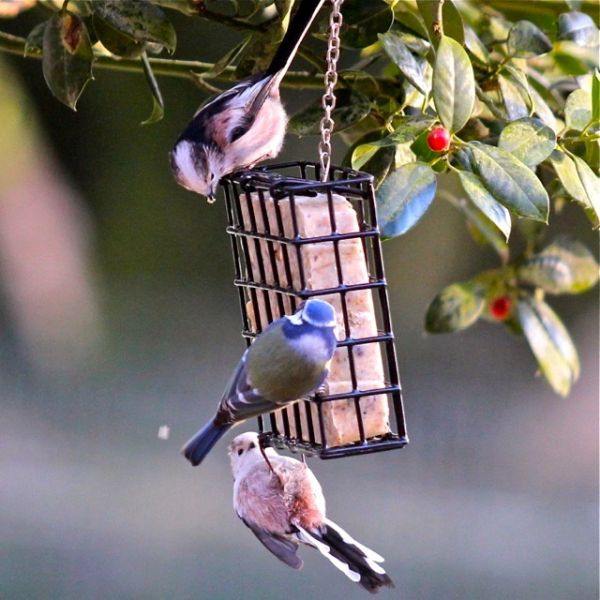 Pfiffikus Vogel-Buffet 300g Früchte & Beeren Energiekuchen