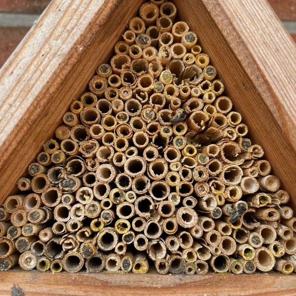 Bienenhotel klein Rotenburger Werke Insektenhotel für Wildbienen