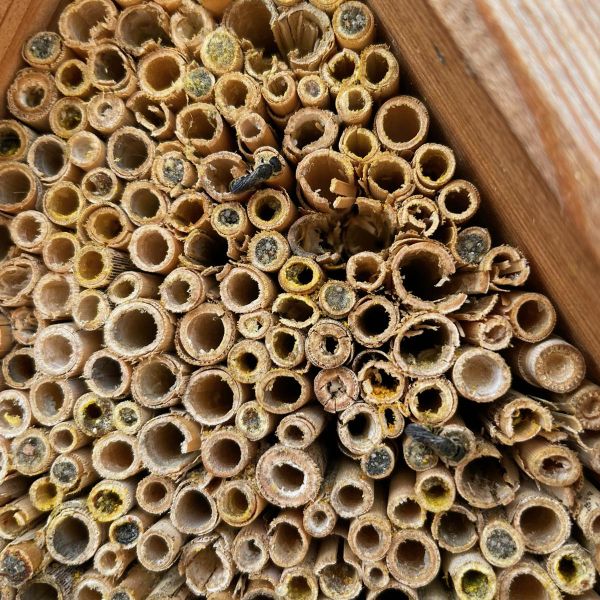 Bienenhotel klein Rotenburger Werke Insektenhotel für Wildbienen