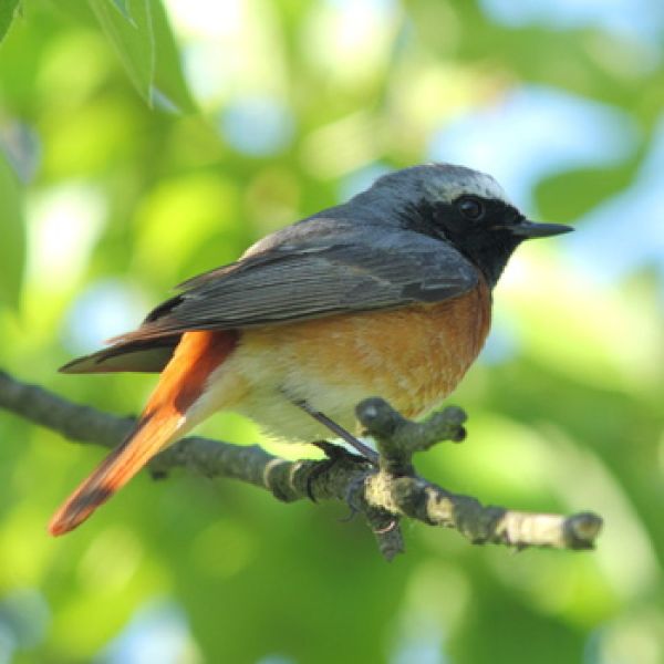 Vogelpfeife Gartenrotschwanz Vogellockpfeife