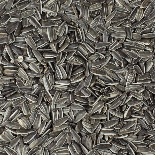 Sonnenblumen-Kerne gestreift 10 kg