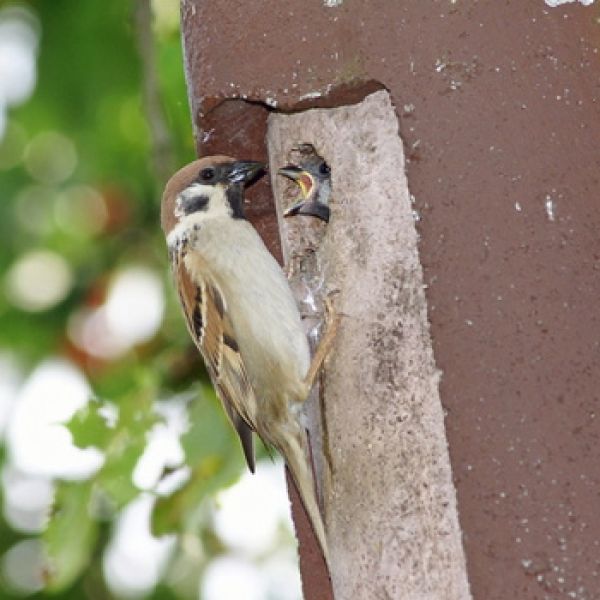 Vogelpfeife Haussperling, Spatz Vogellockpfeife