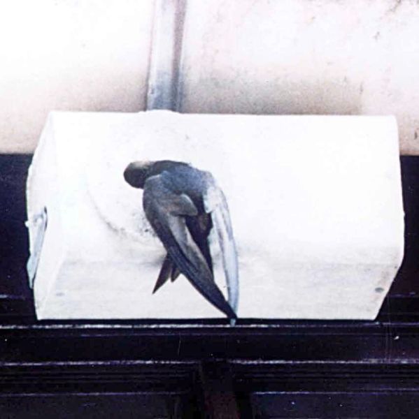 Schwegler Mauerseglerkasten Nr. 17B 1-fach