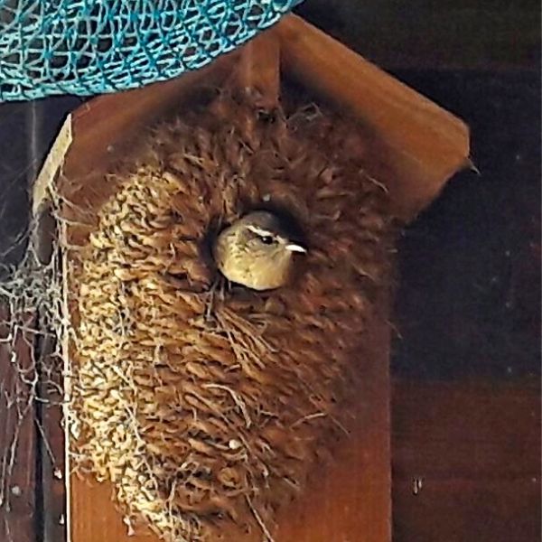 Nestbeutel Seegras Zaunkönig