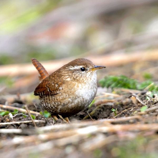 Nestbeutel Seegras Zaunkönig