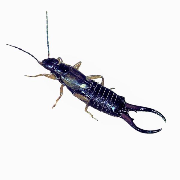 Schwegler Ohrwurm Schlafröhre 3 Stück Ohrwurmversteck Insektenhotel